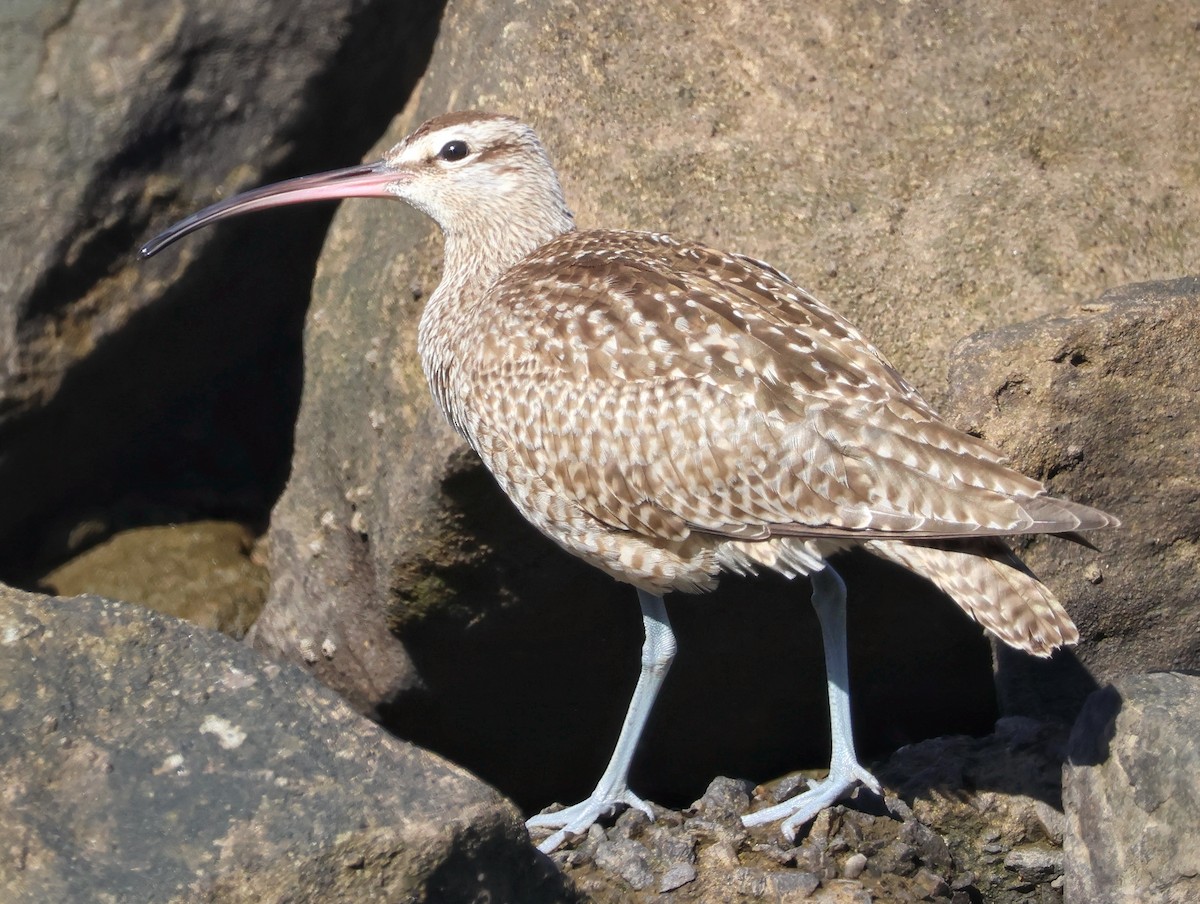 Whimbrel - ML642953927
