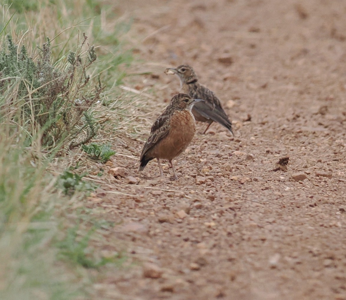 Spike-heeled Lark - ML642953928