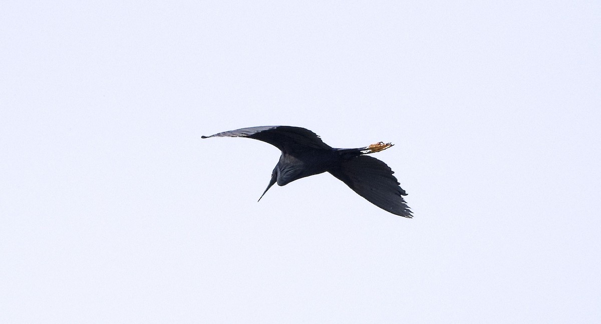 Black Heron - ML642953935
