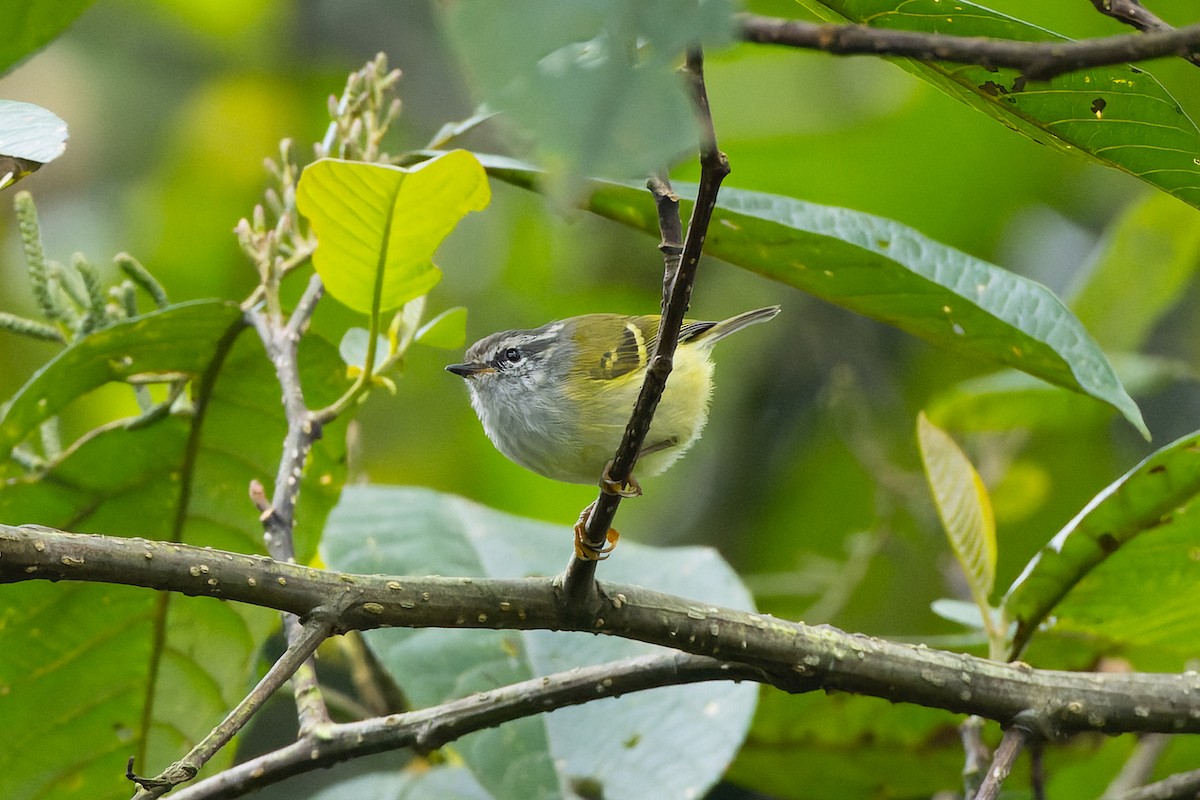 Ashy-throated Warbler - ML642953953