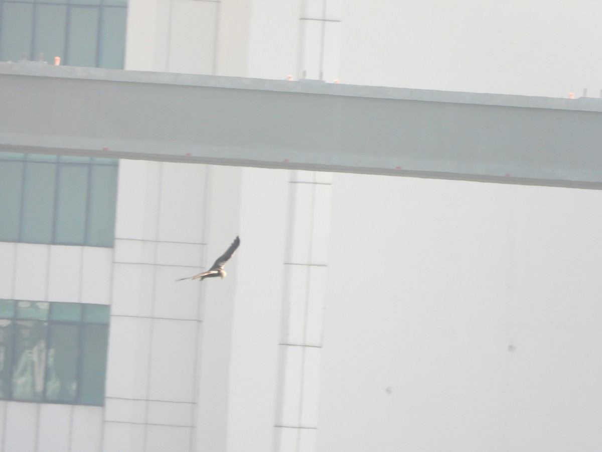 Western Marsh Harrier - ML642953984