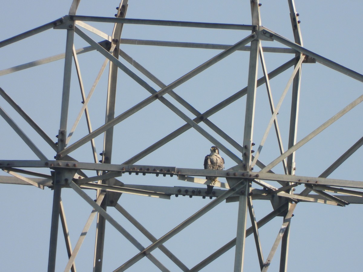 Peregrine Falcon - ML642954000