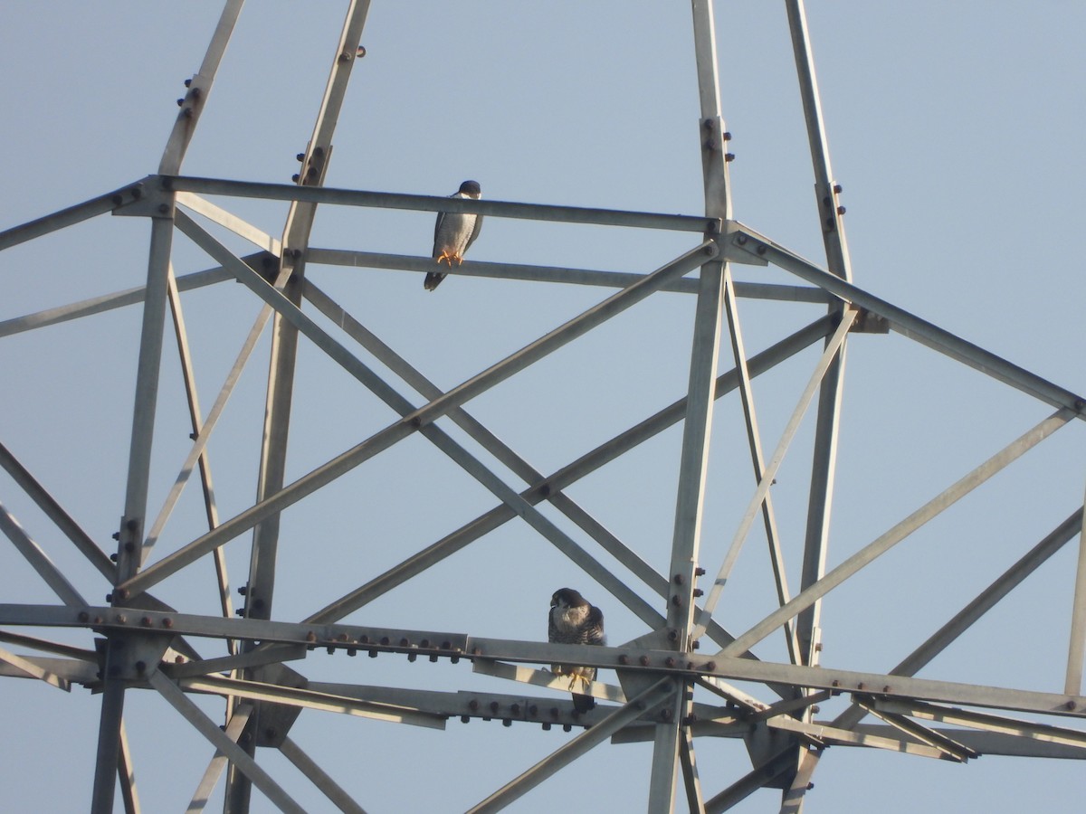 Peregrine Falcon - ML642954001