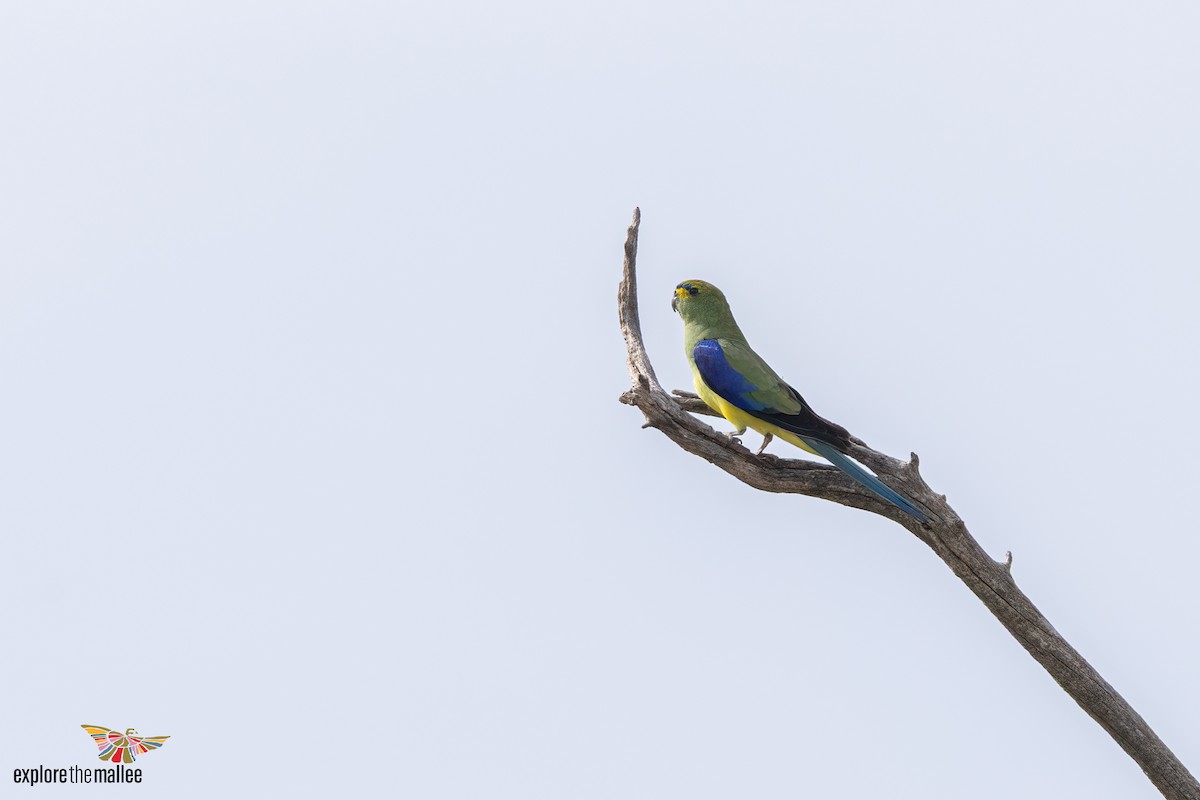 Blue-winged Parrot - ML642954047