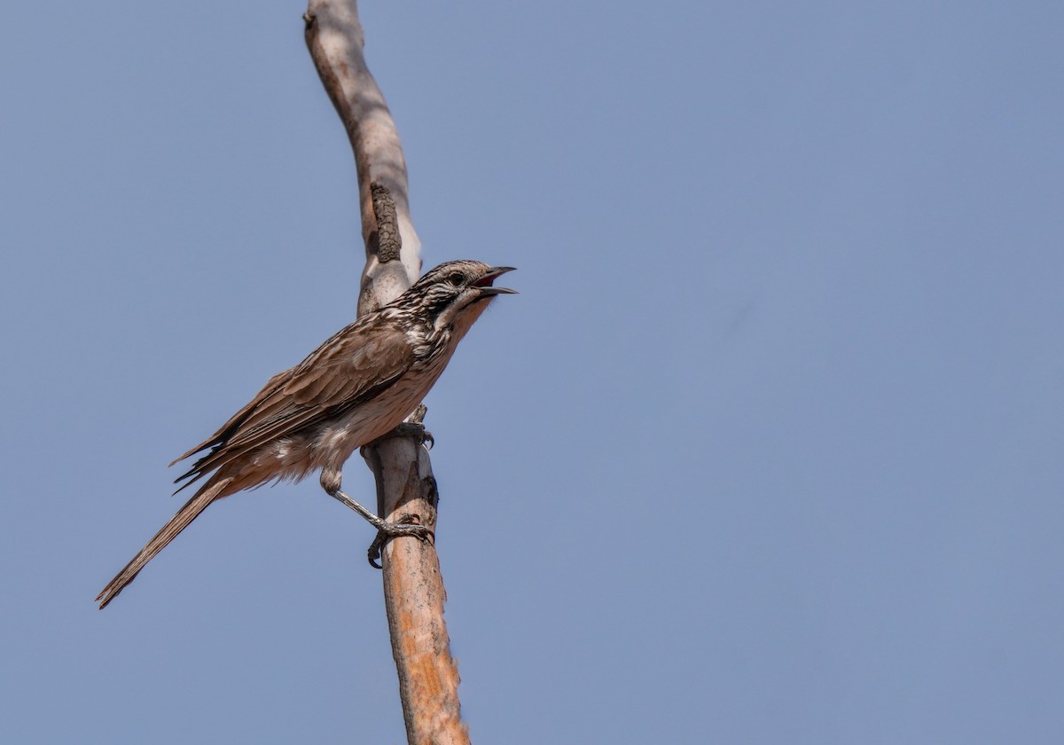 Striped Honeyeater - ML642954067