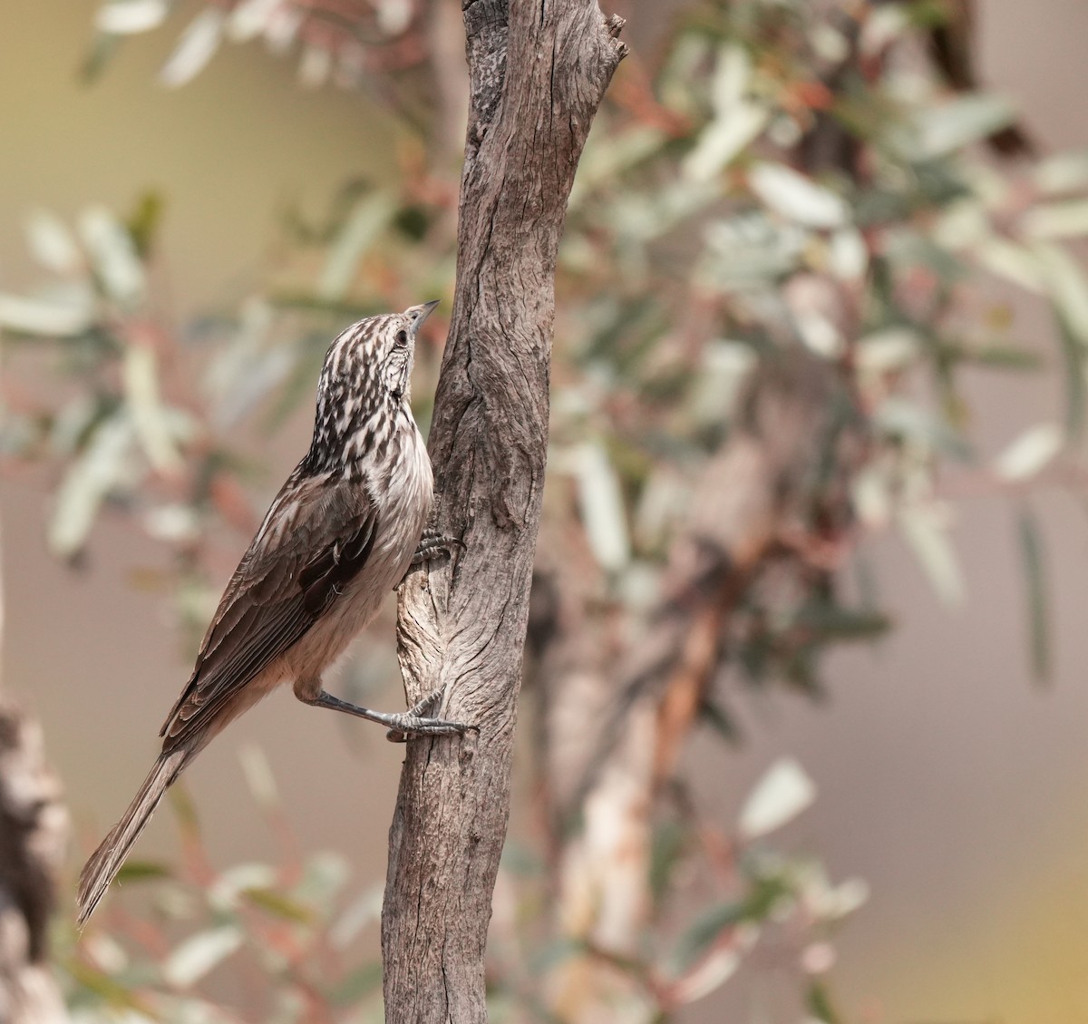 Striped Honeyeater - ML642954068