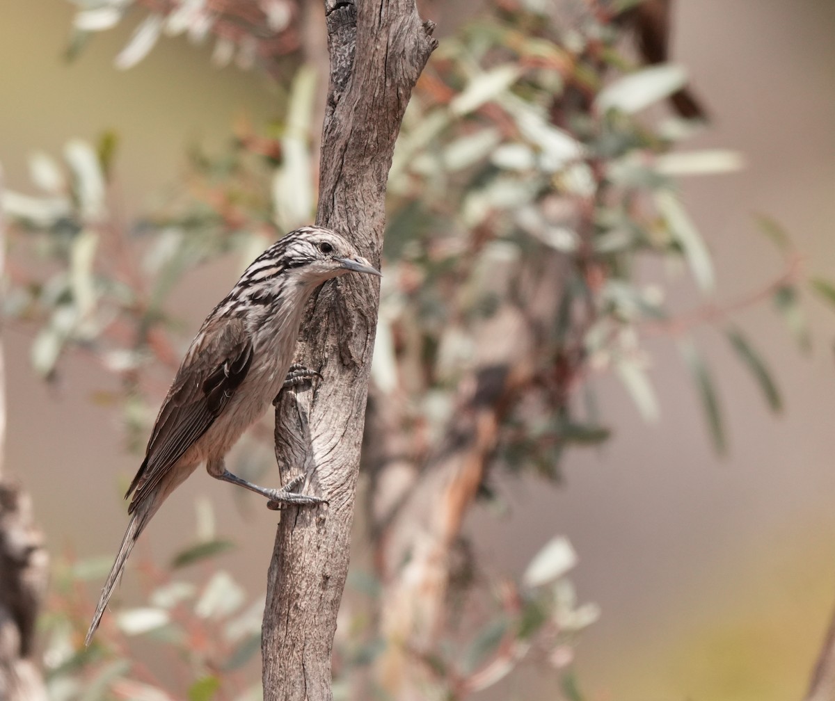 Striped Honeyeater - ML642954069