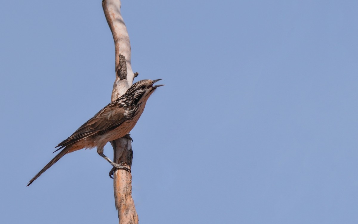 Striped Honeyeater - ML642954070