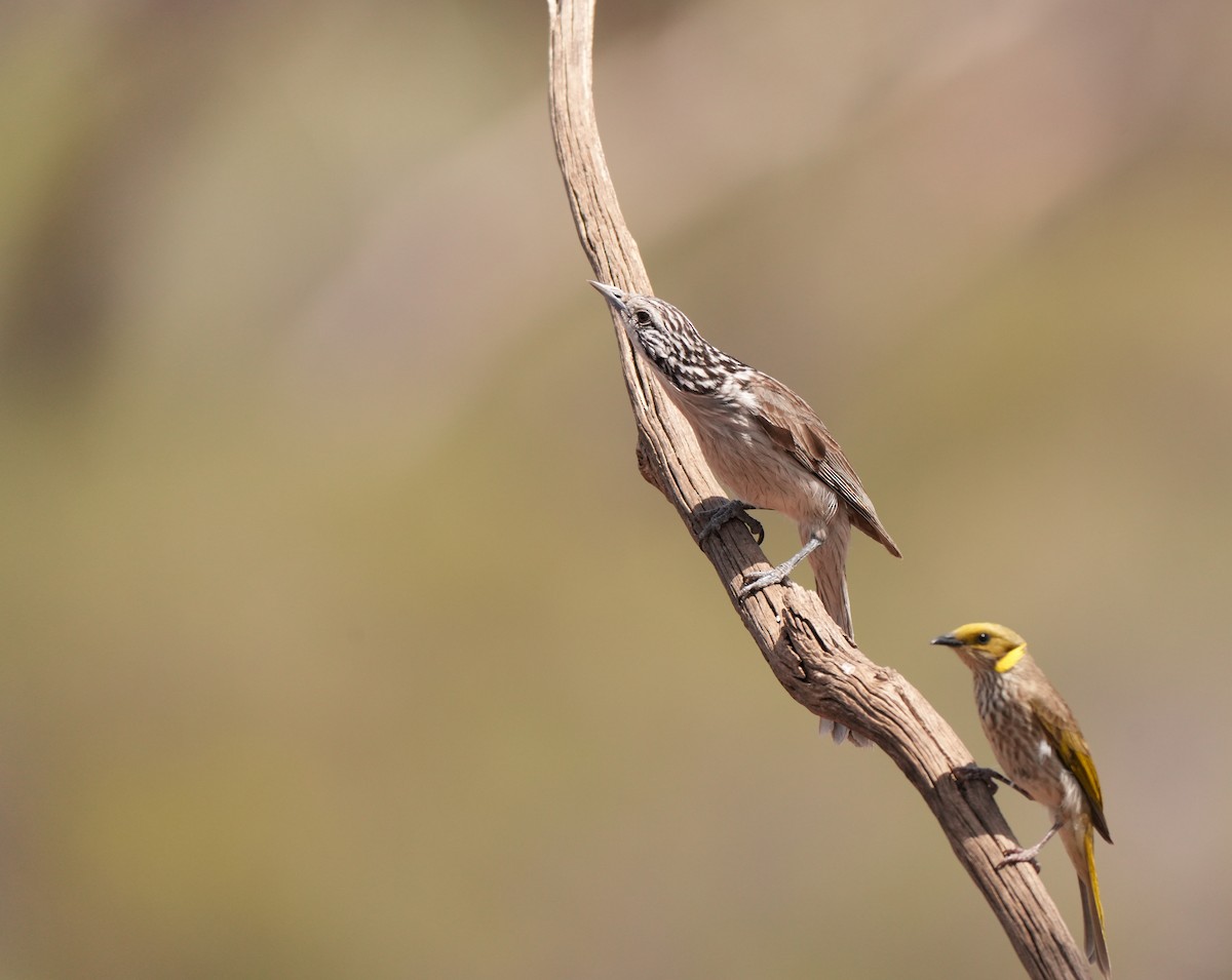 Striped Honeyeater - ML642954071