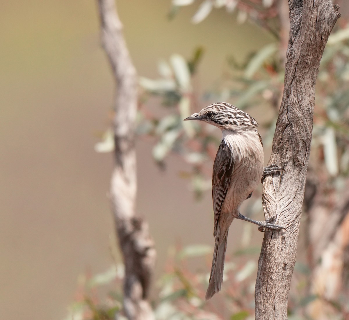 Striped Honeyeater - ML642954072