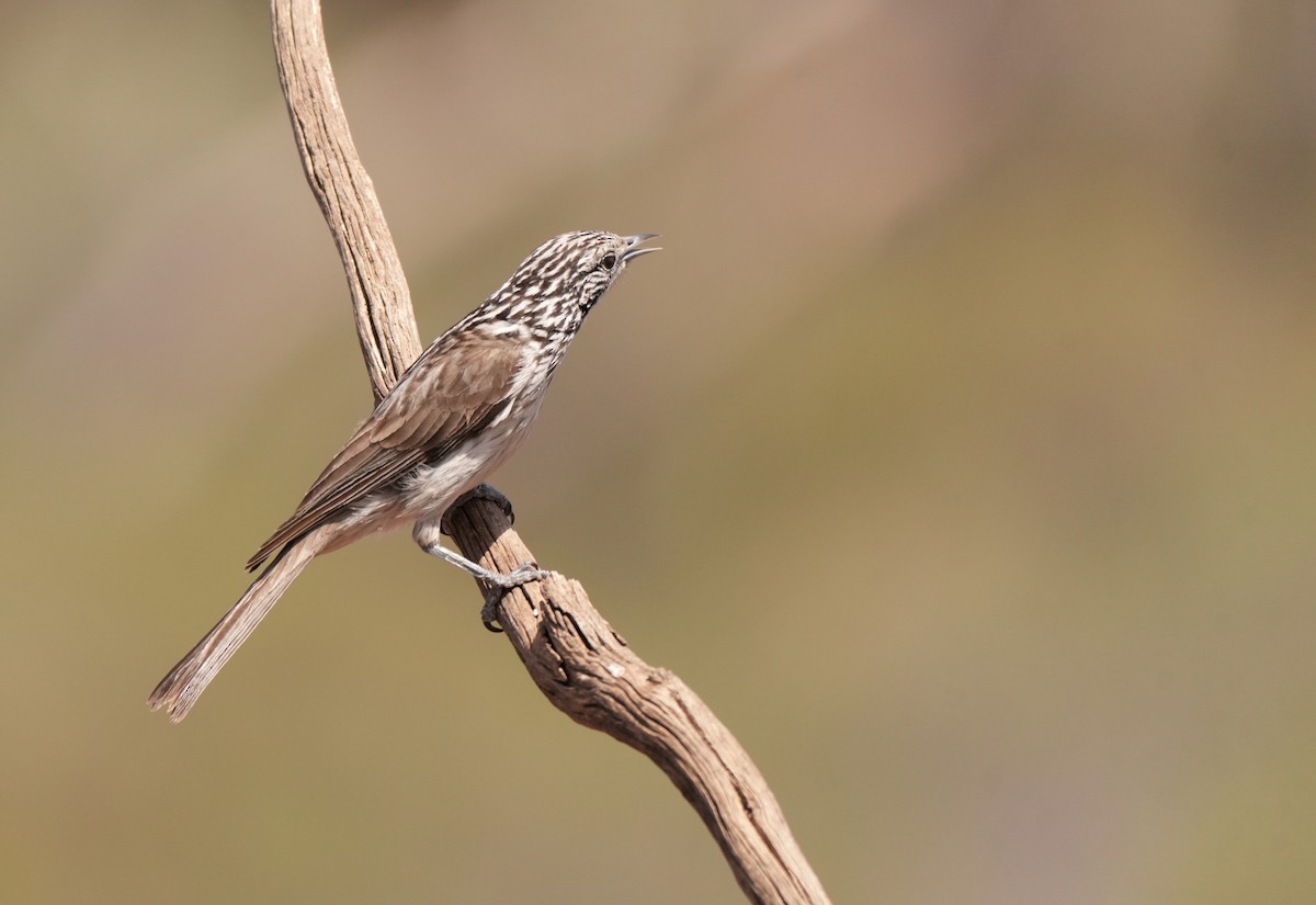 Striped Honeyeater - ML642954073