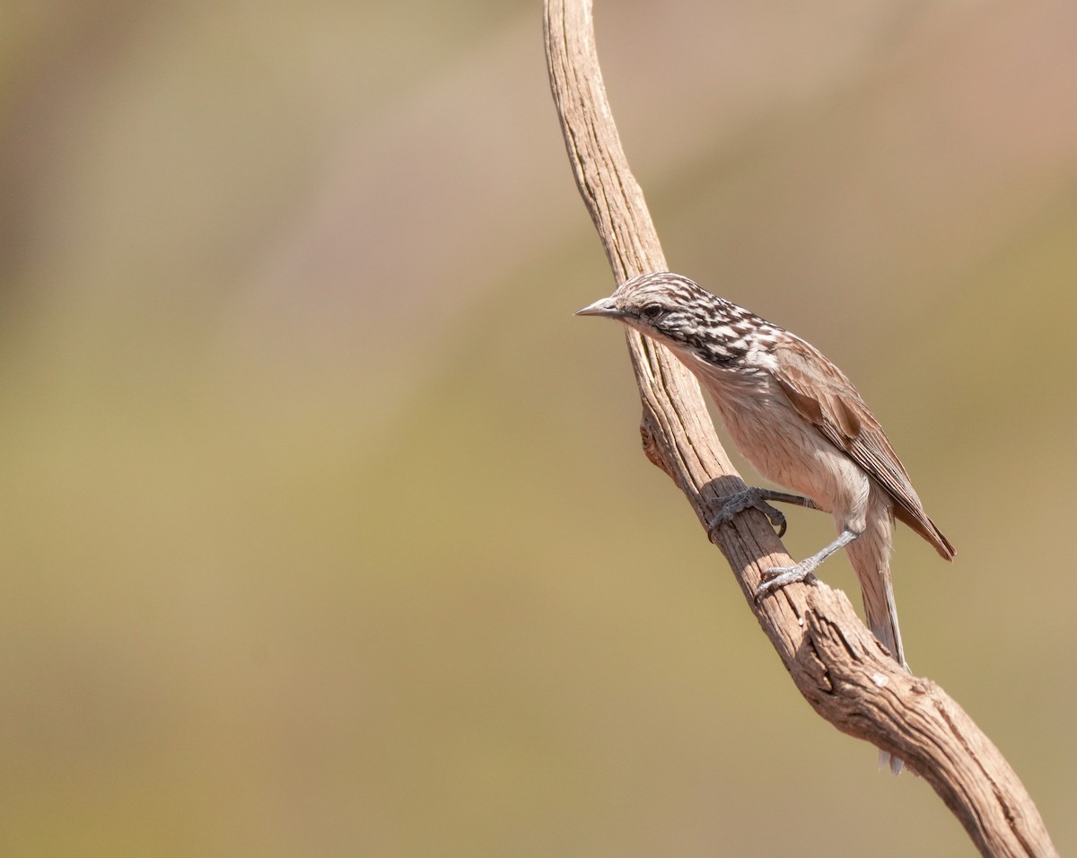Striped Honeyeater - ML642954074