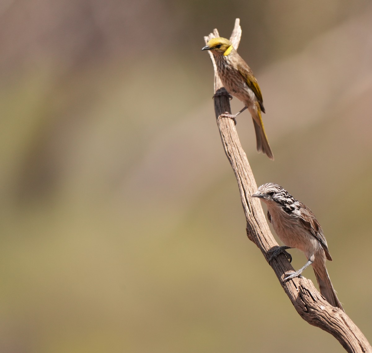 Striped Honeyeater - ML642954075