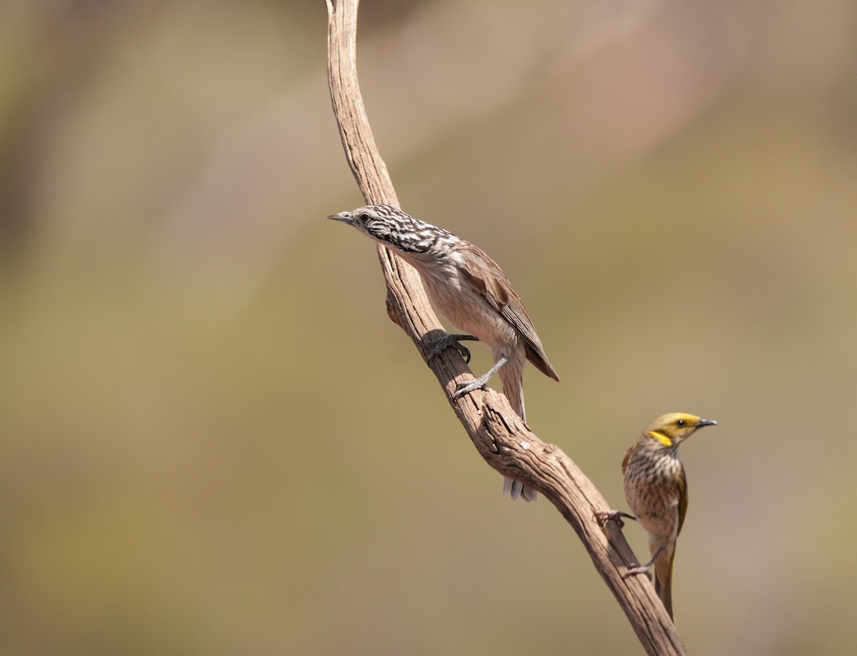 Striped Honeyeater - ML642954076