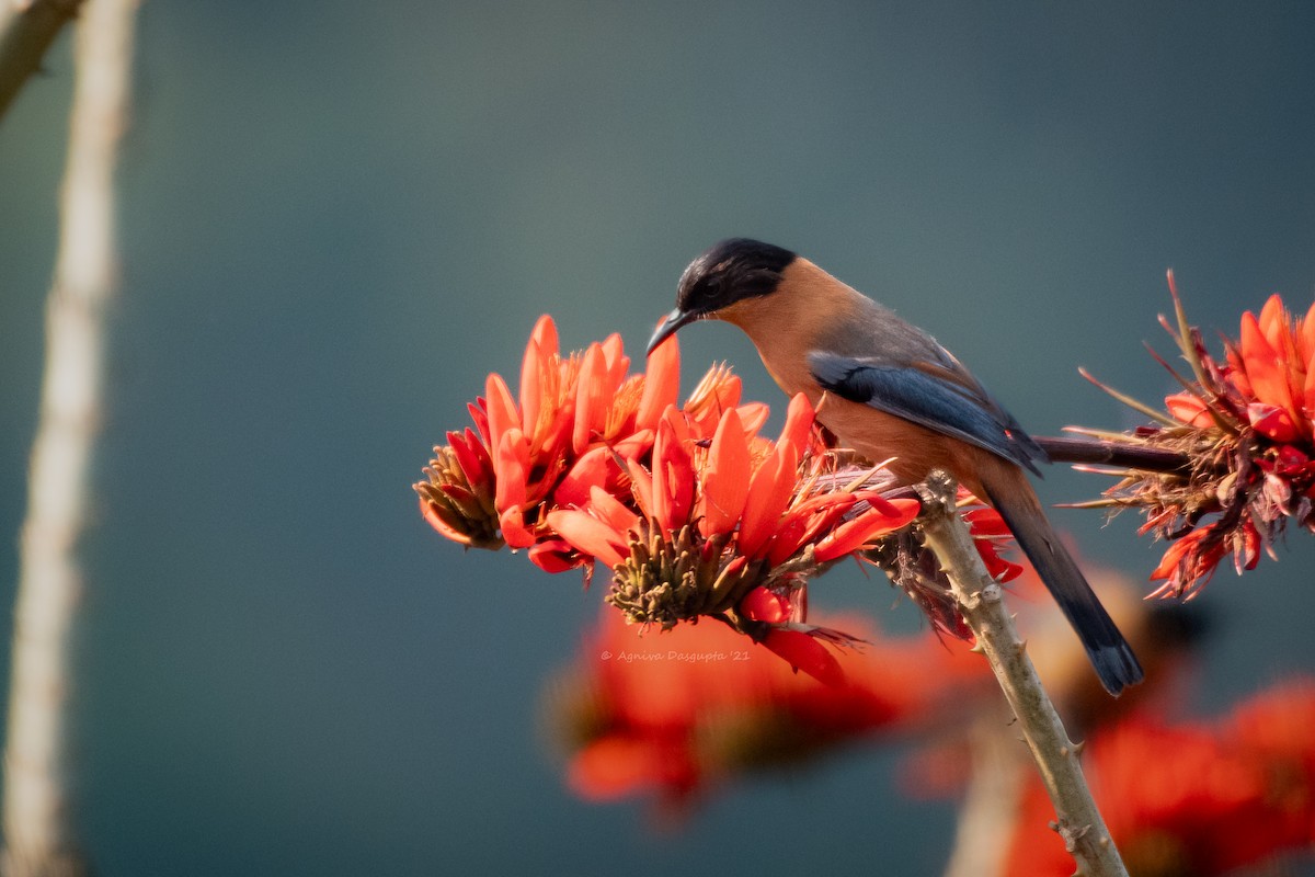 Rufous Sibia - ML642954084