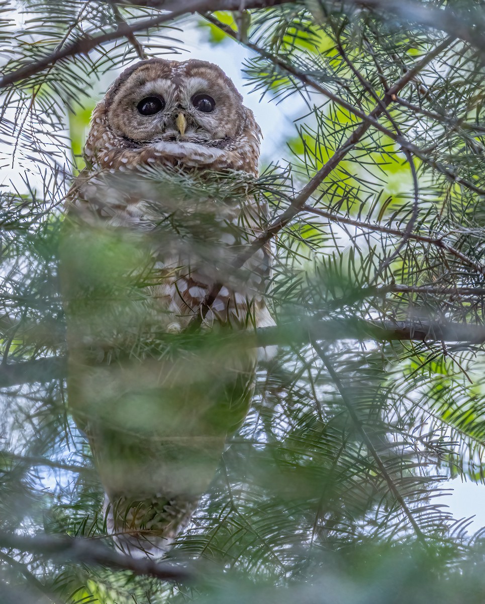 Spotted Owl - ML642954092