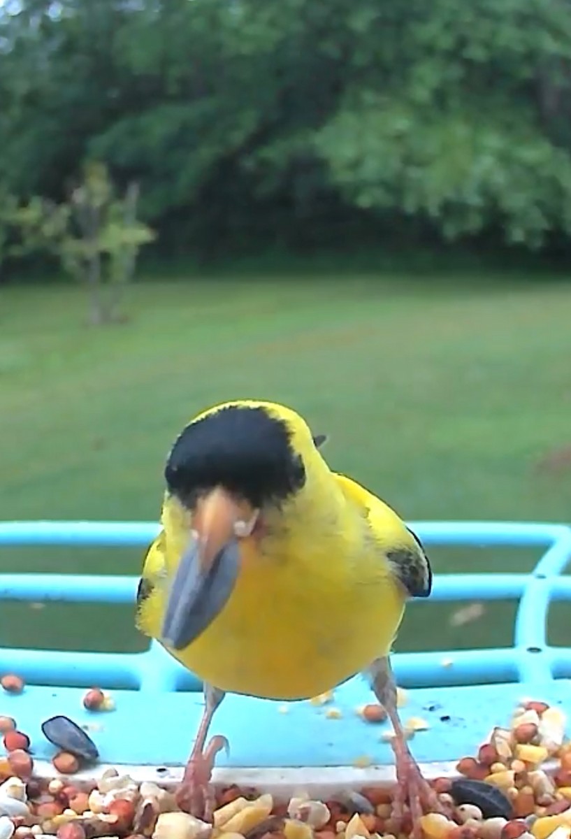 American Goldfinch - ML642954093