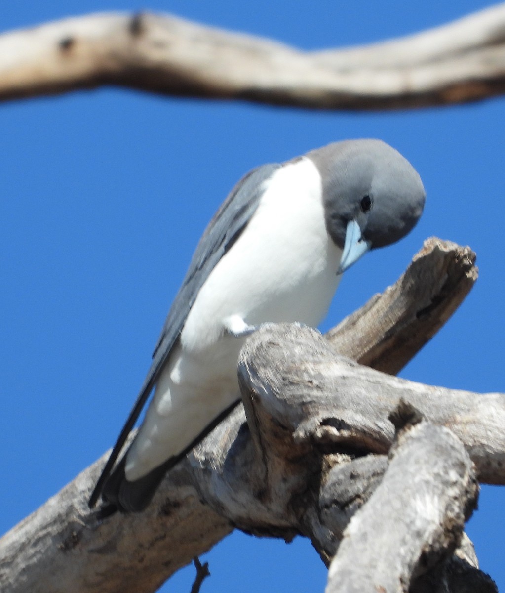 White-breasted Woodswallow - ML642954094