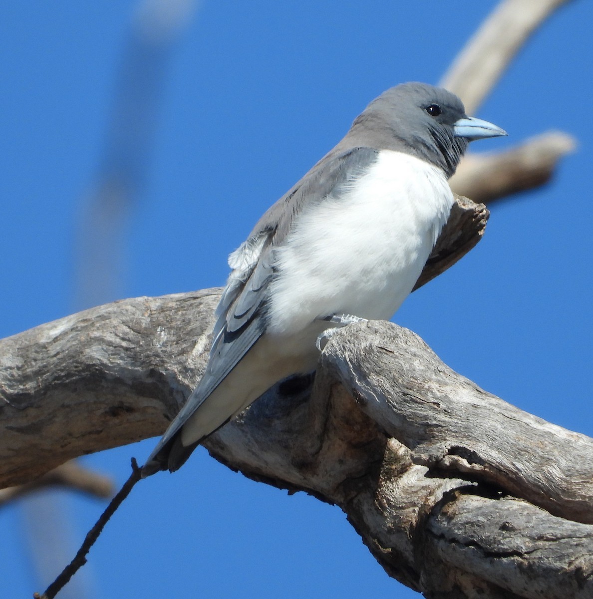 White-breasted Woodswallow - ML642954095