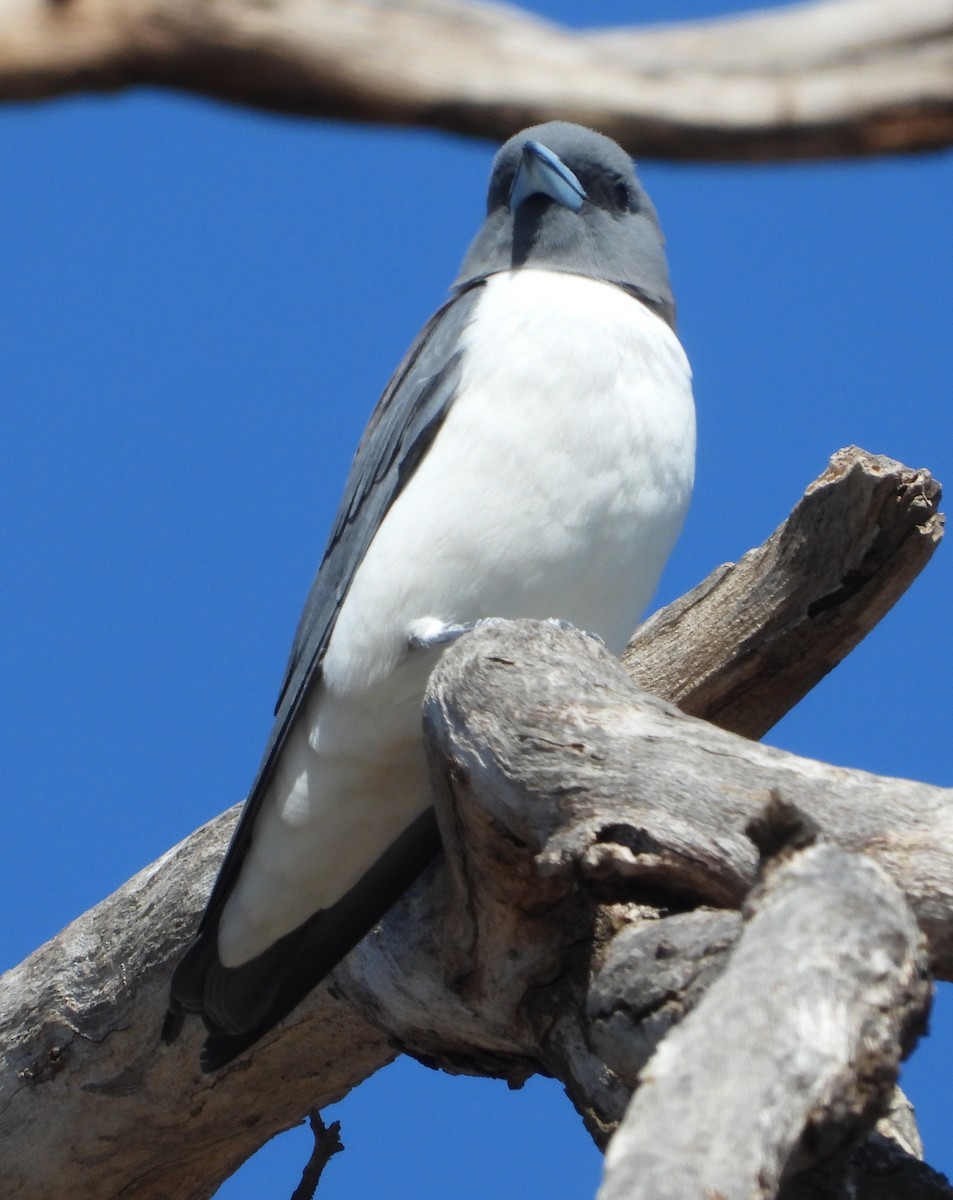 White-breasted Woodswallow - ML642954096