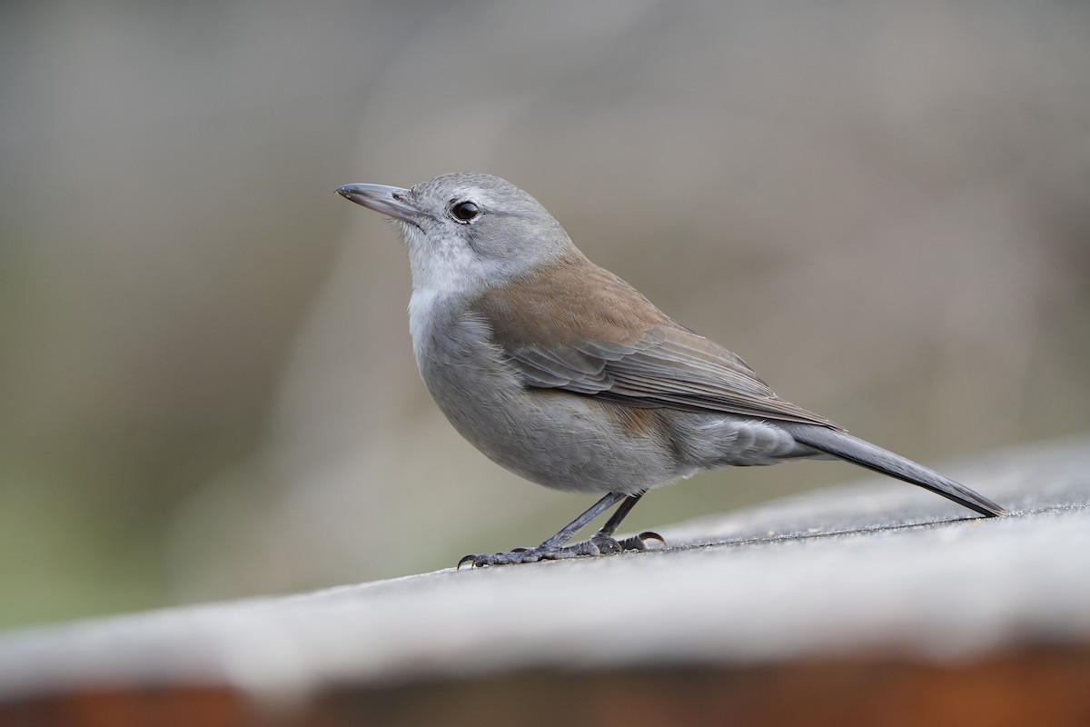 Gray Shrikethrush - ML642954098