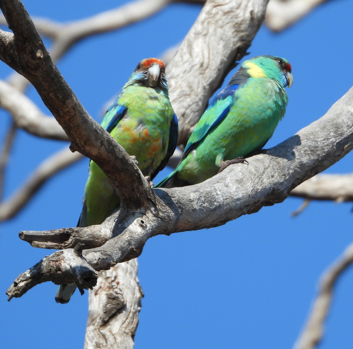 Australian Ringneck - ML642954100
