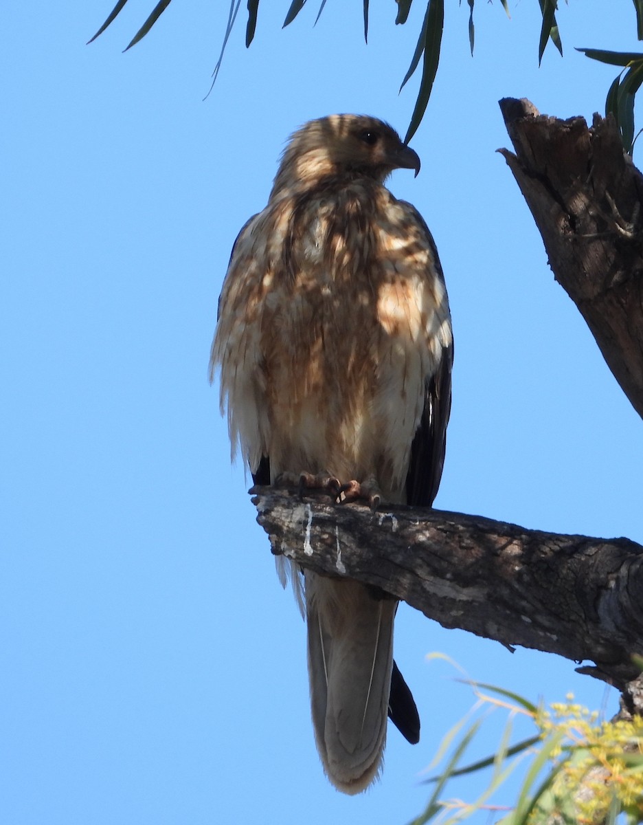 Whistling Kite - ML642954101