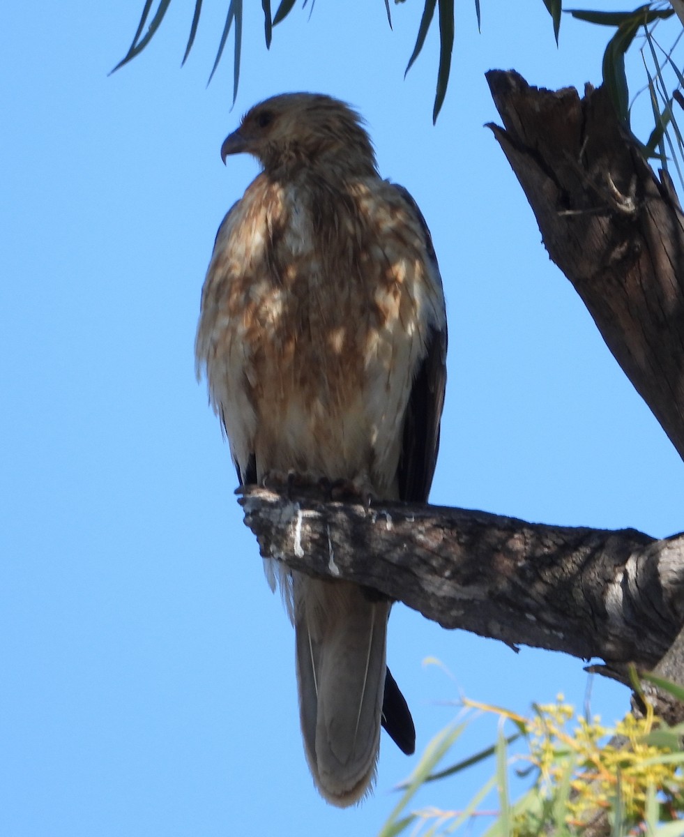 Whistling Kite - ML642954102