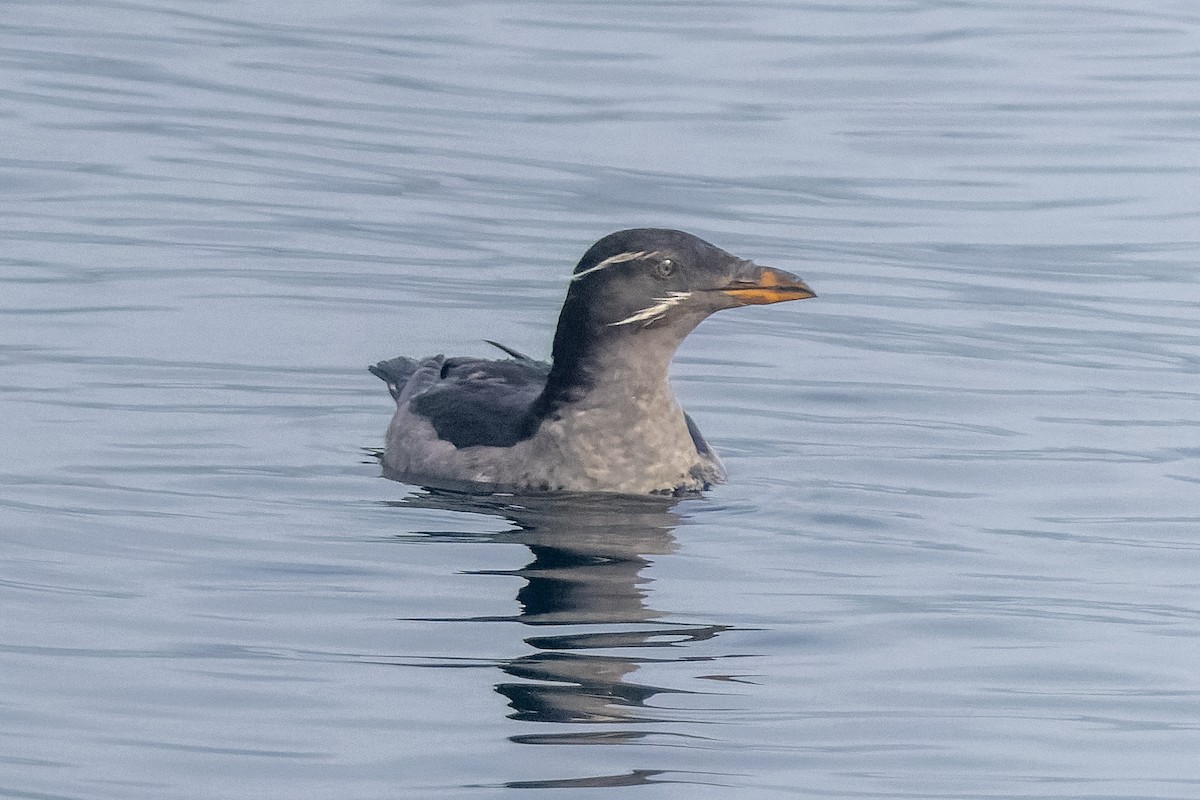 Rhinoceros Auklet - ML642954103