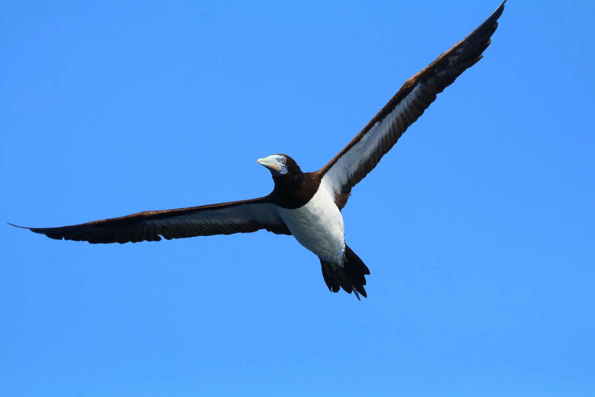 白腹鰹鳥 - ML642954110