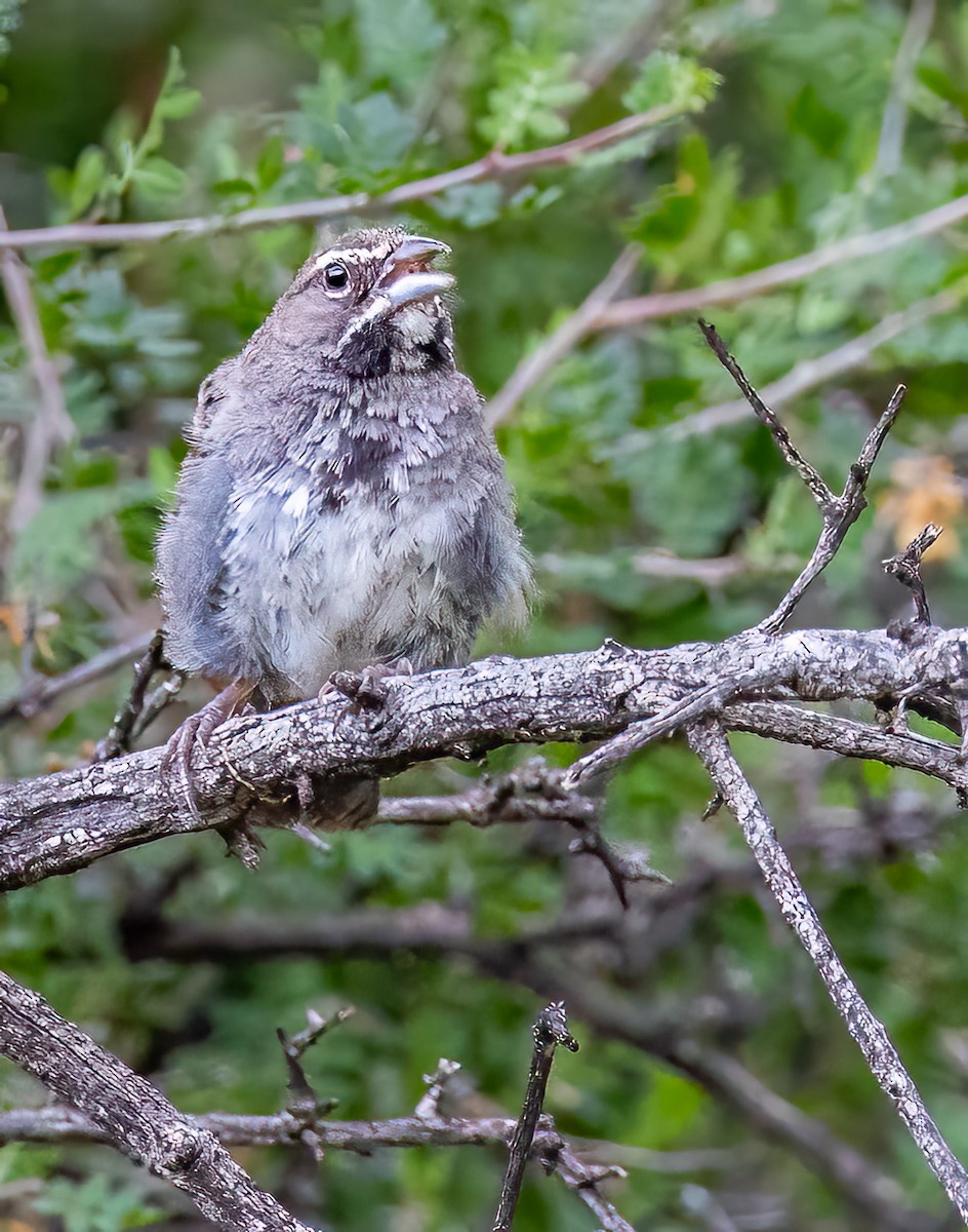 Five-striped Sparrow - ML642954113