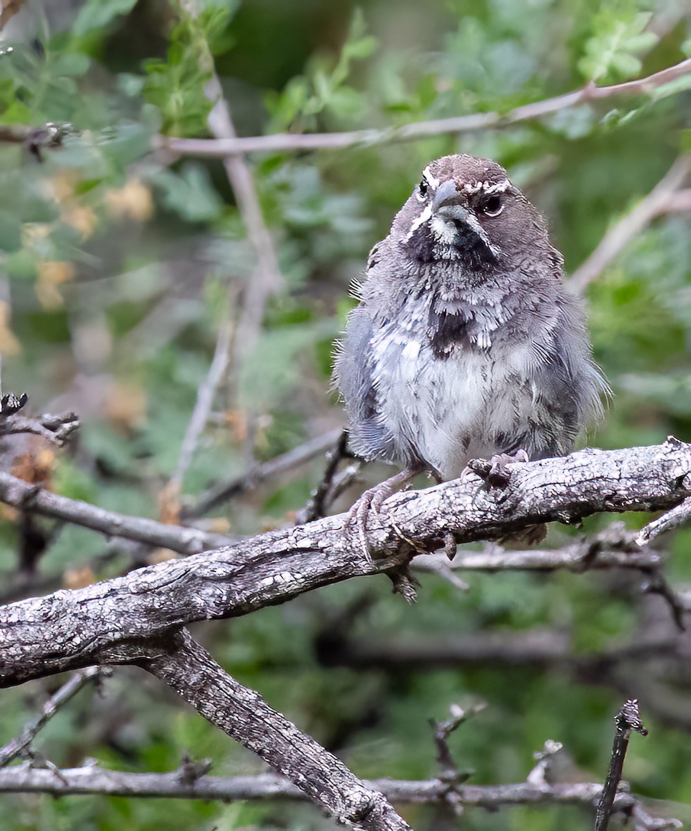 Five-striped Sparrow - ML642954114
