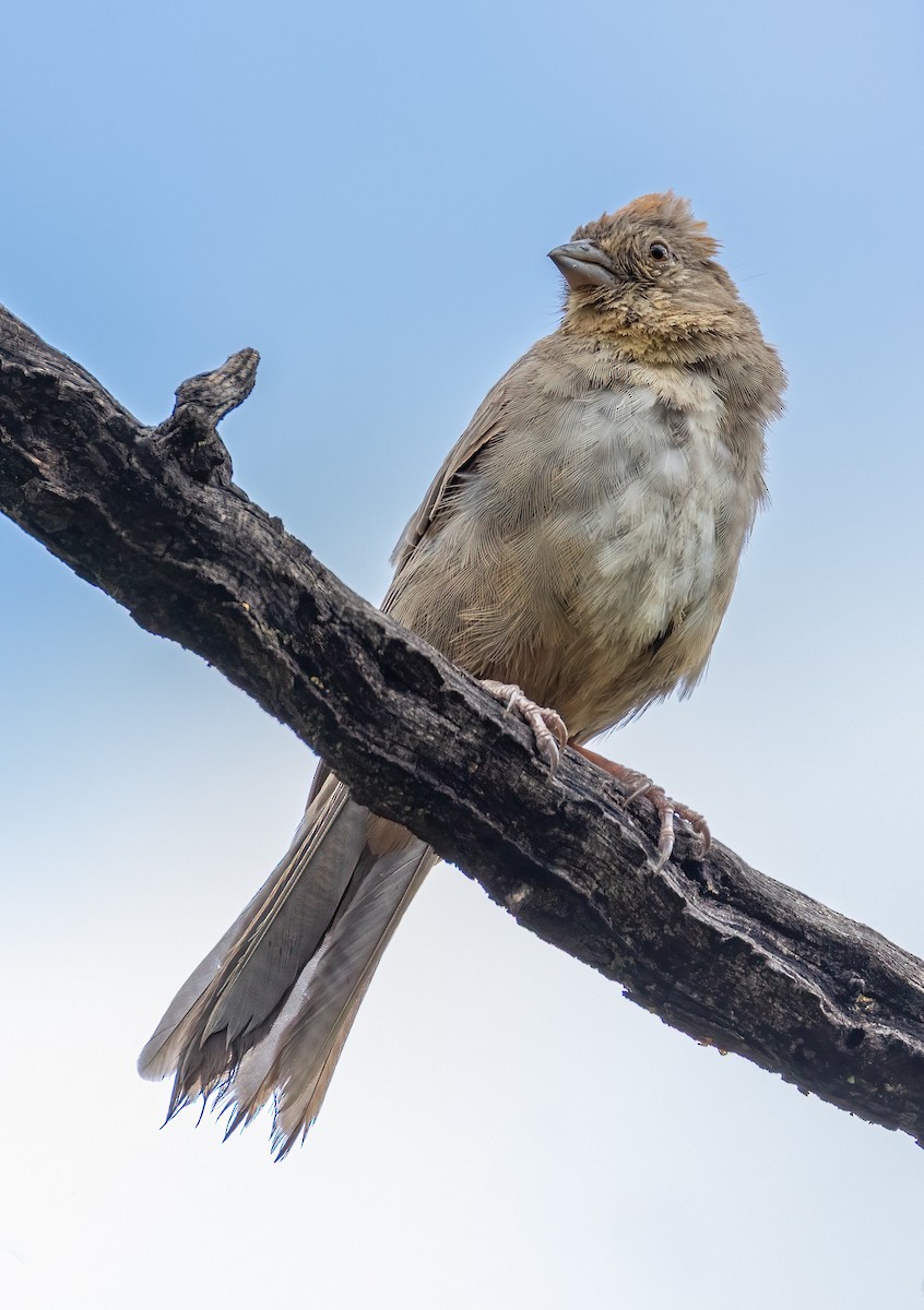 Canyon Towhee - ML642954116