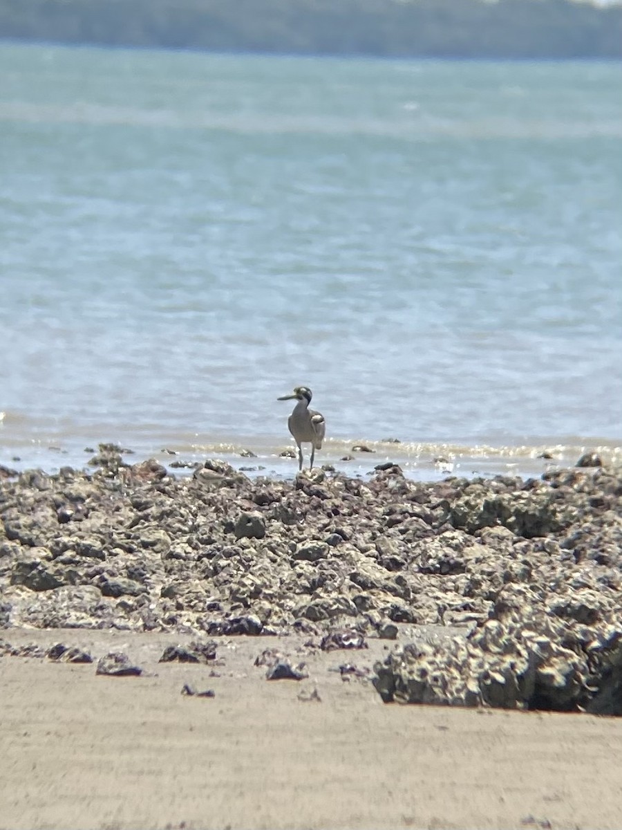 Beach Thick-knee - ML642954125