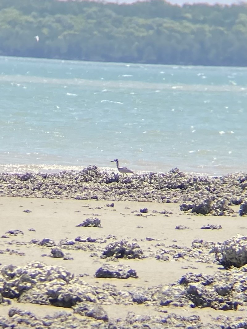 Beach Thick-knee - ML642954126