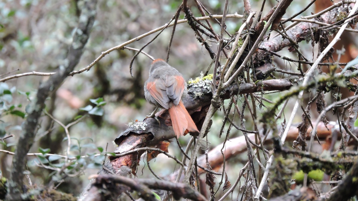 Line-cheeked Spinetail - ML642954153