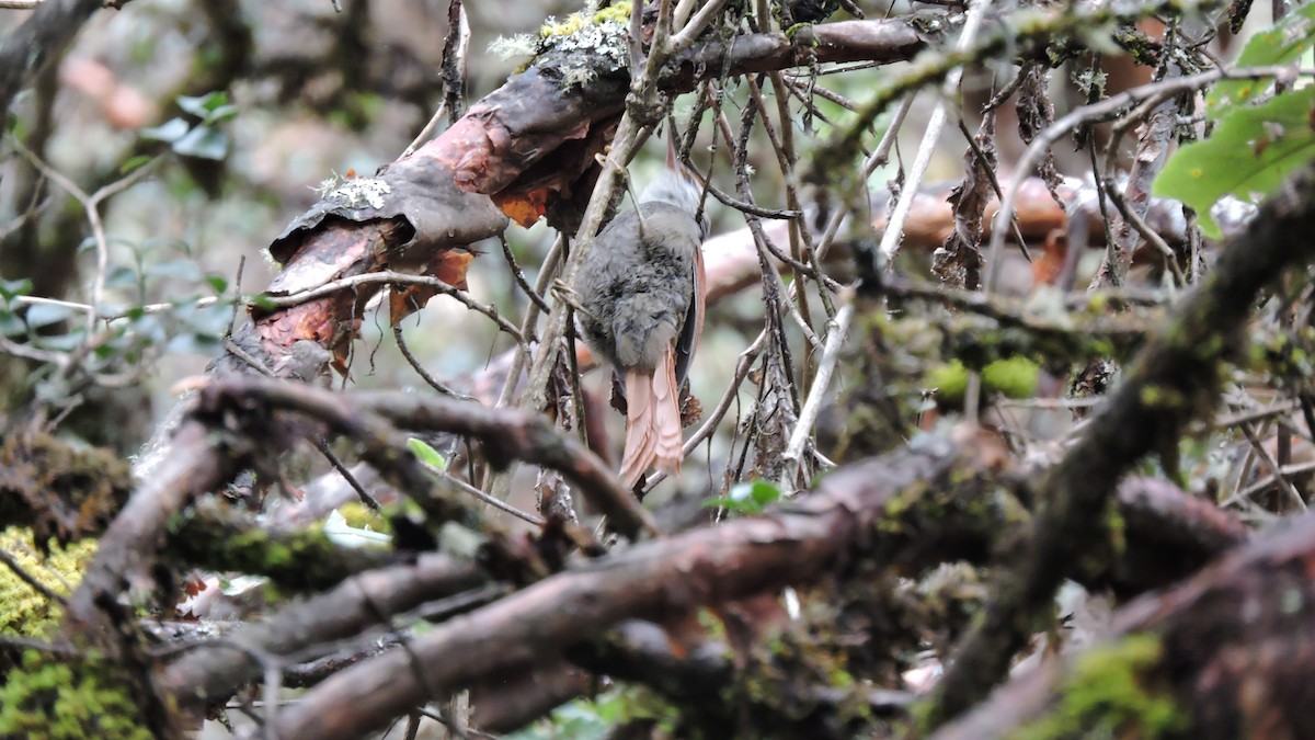 Line-cheeked Spinetail - ML642954155