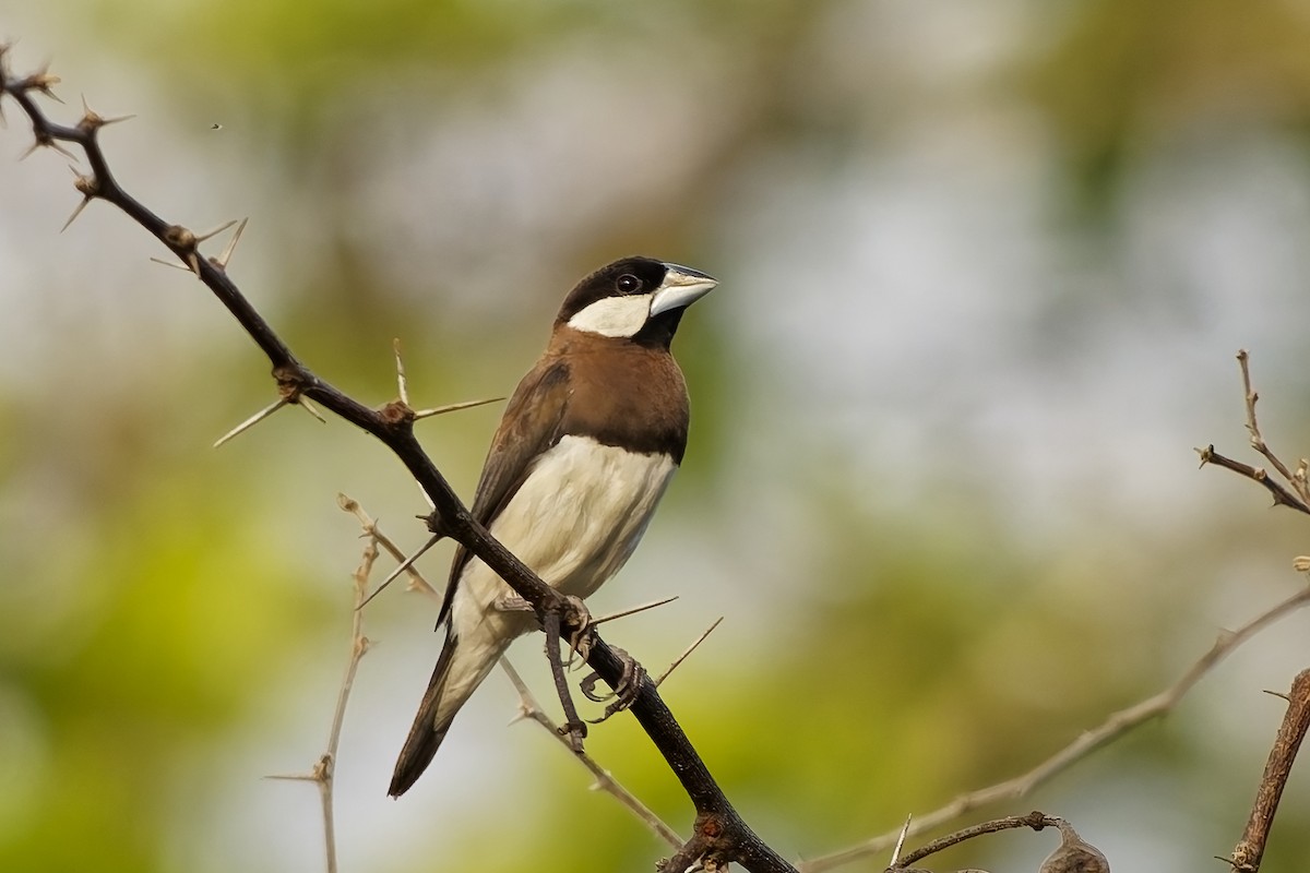 Timor Sparrow - ML642954161