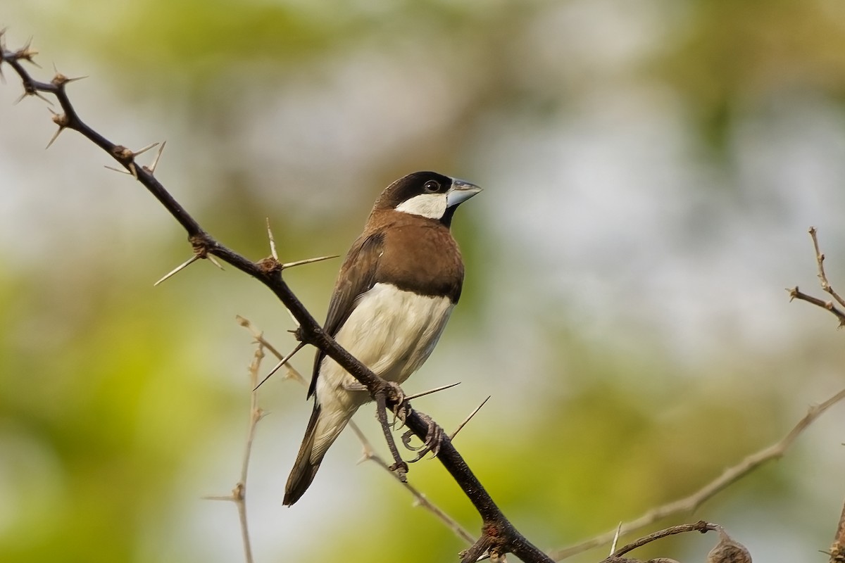 Timor Sparrow - ML642954162