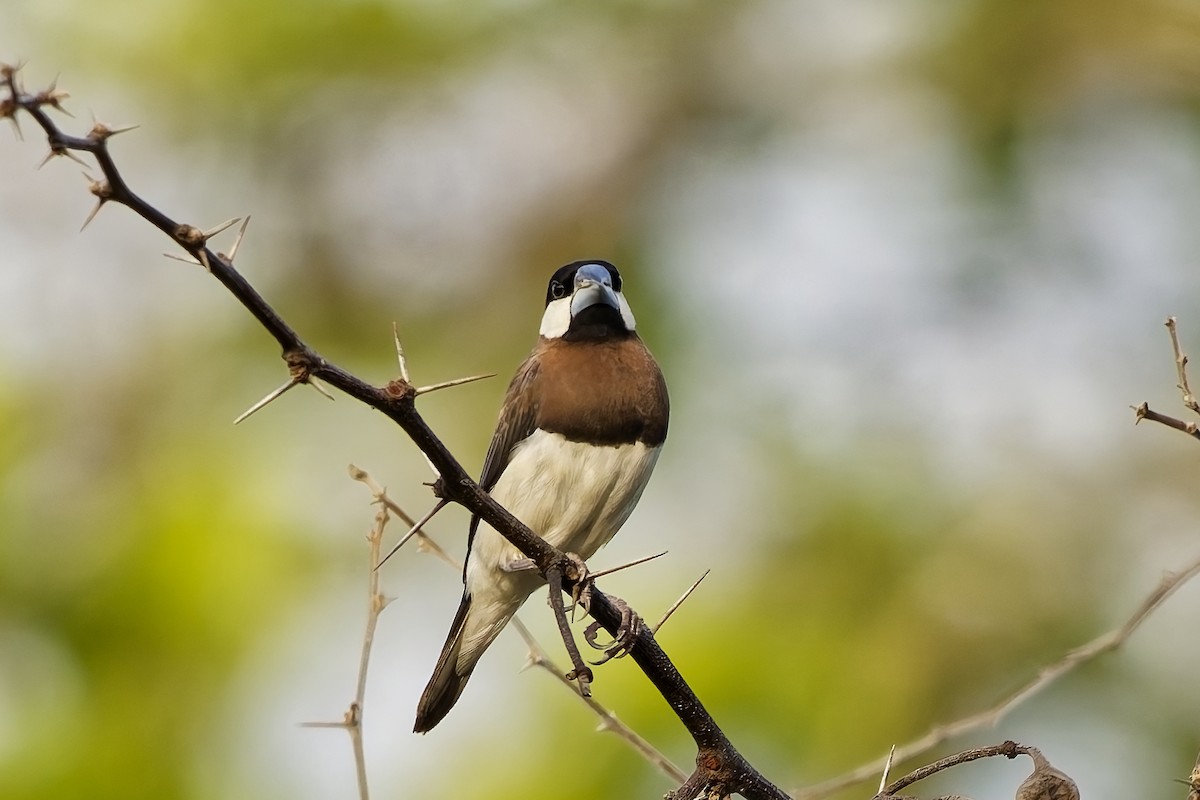 Timor Sparrow - ML642954163