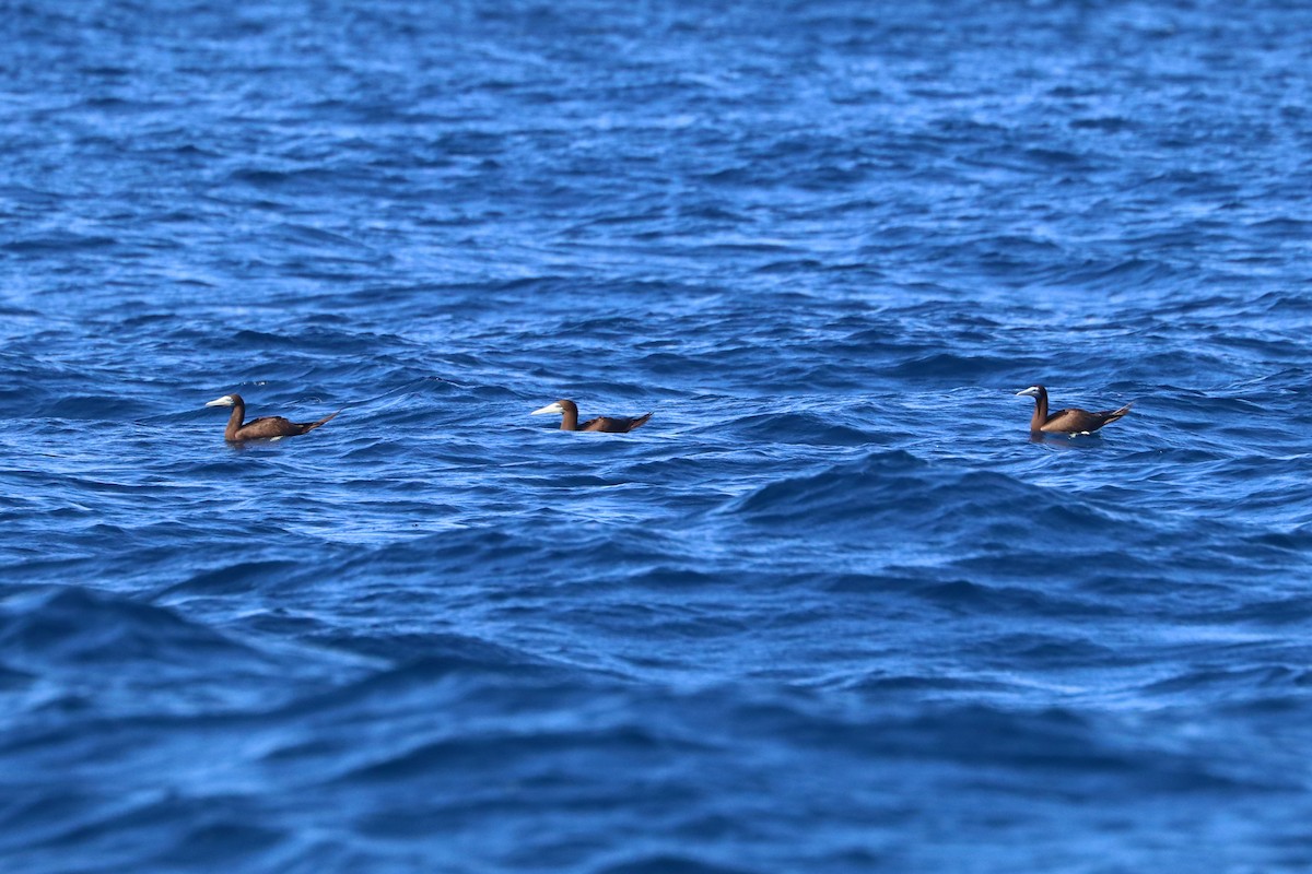白腹鰹鳥 - ML642954167