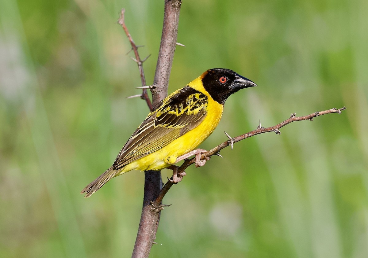 Village Weaver (Black-headed) - ML642954171