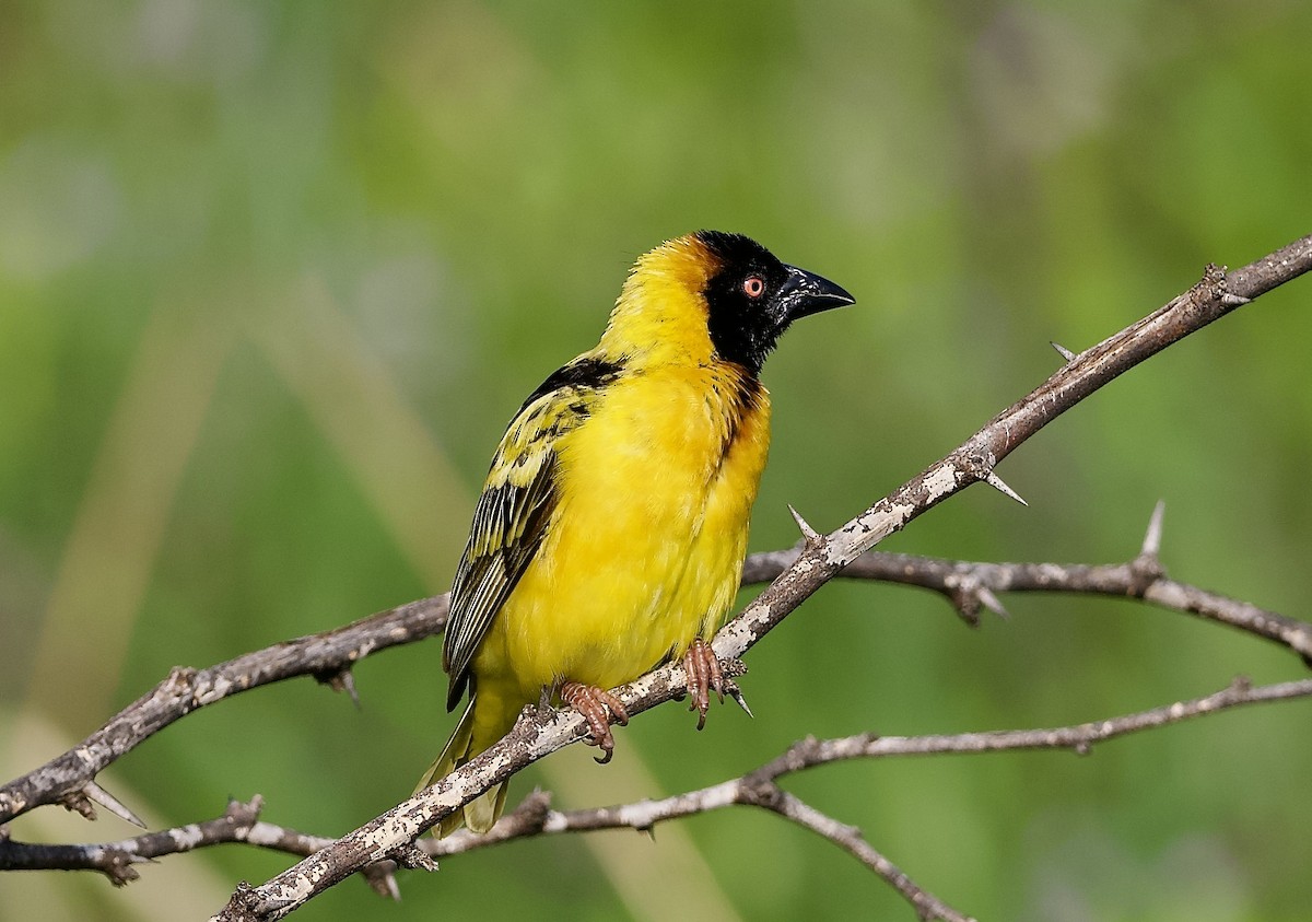 Village Weaver (Black-headed) - ML642954172