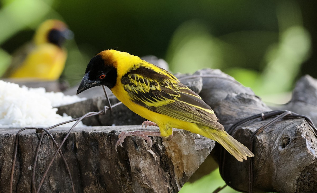 Village Weaver (Black-headed) - ML642954173