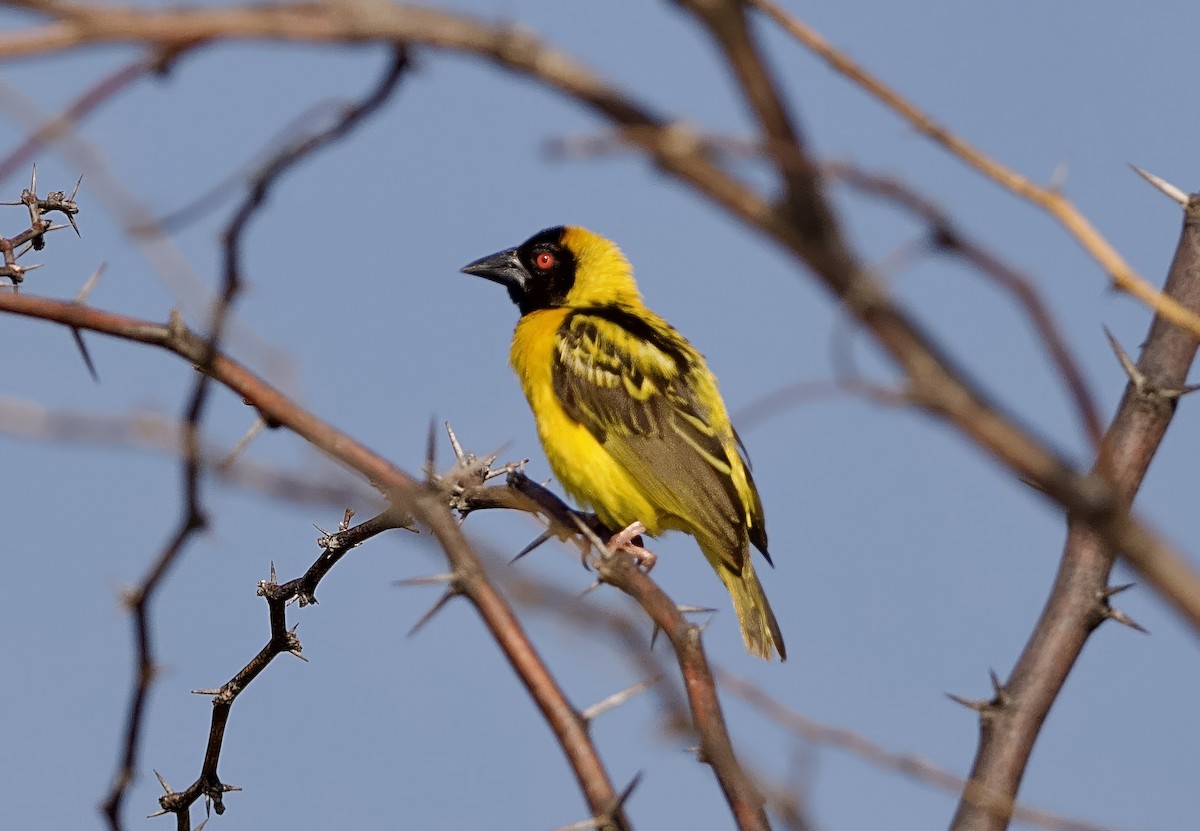 Village Weaver (Black-headed) - ML642954174