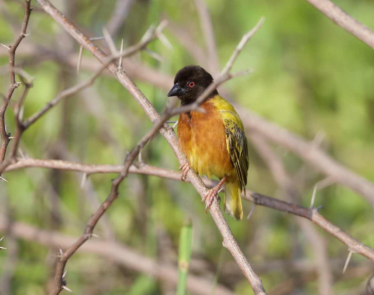 Golden-backed Weaver - ML642954179