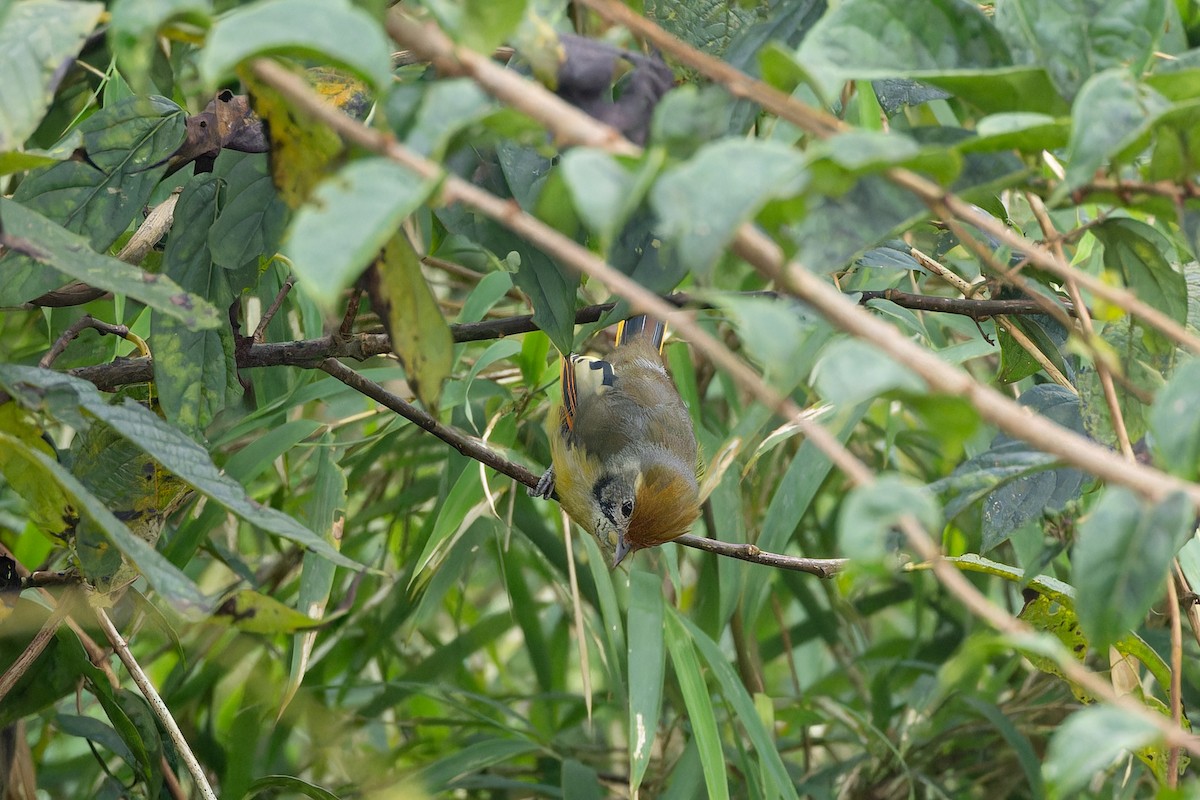 Chestnut-tailed Minla - ML642954180