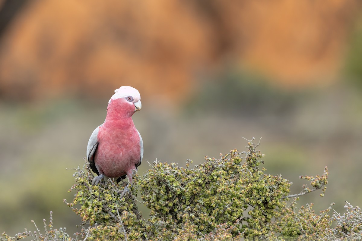 Galah - ML642954183