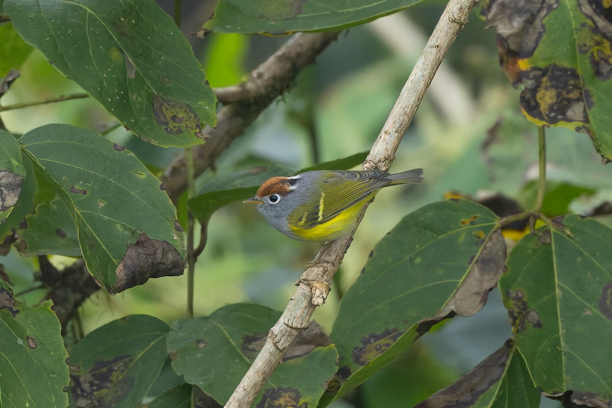 Chestnut-crowned Warbler - ML642954207