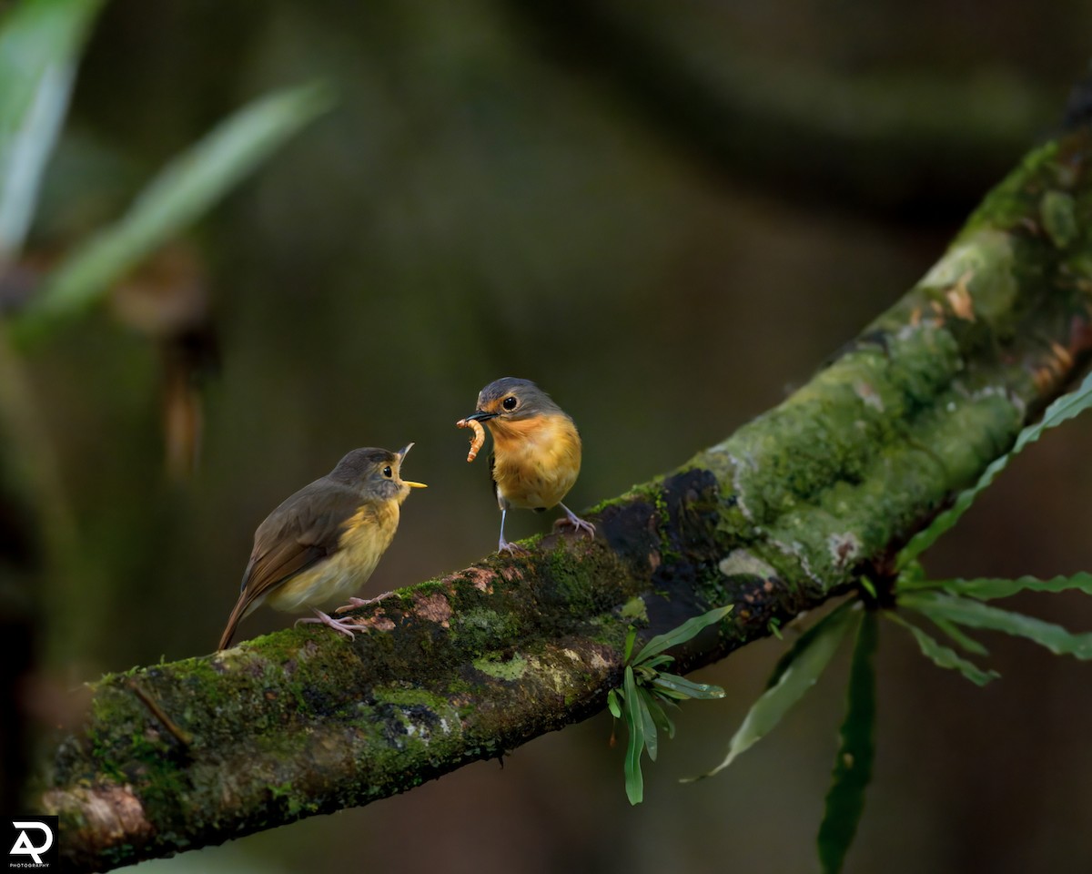 Bundok Flycatcher - ML642954215